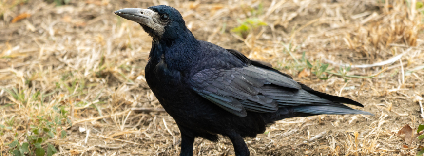 American Crow tested positive for West Nile Virus and serves as reminder to take precautions