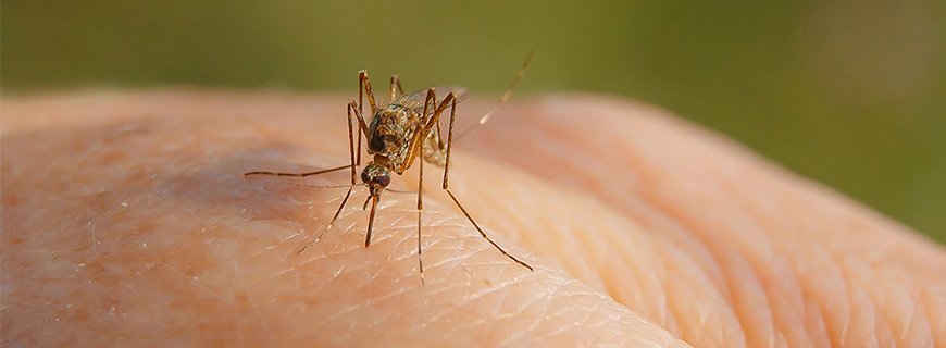 First two human cases of West Nile Virus this year identified in the South East Health Unit region